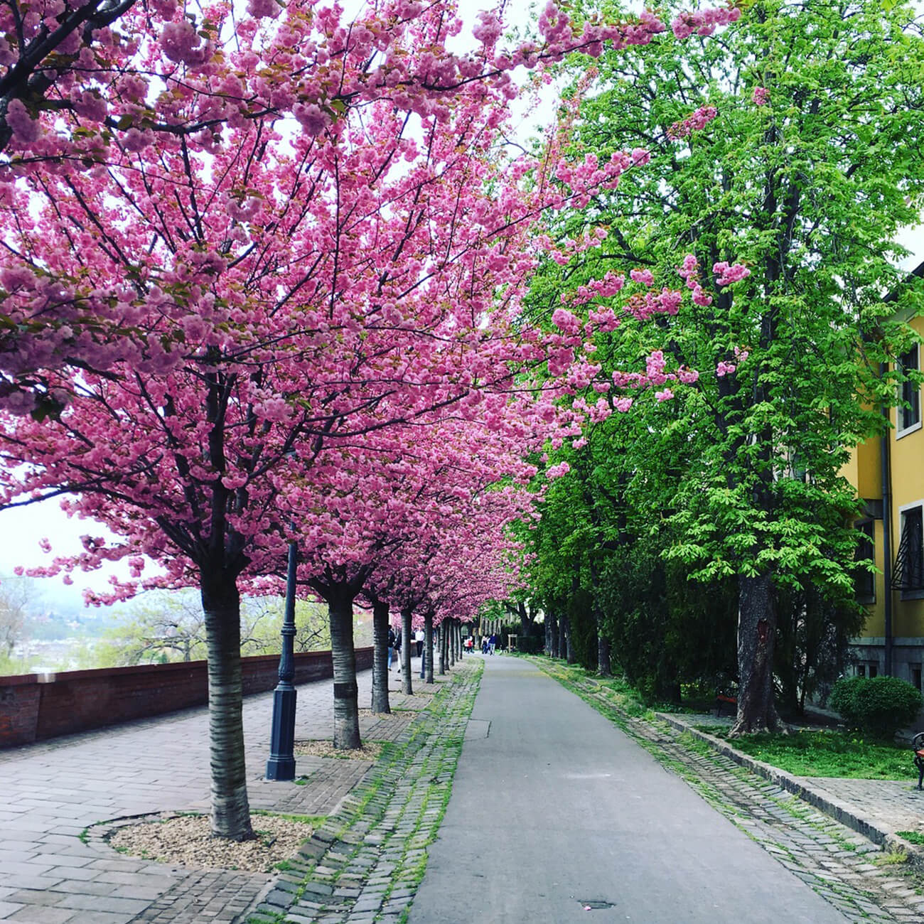 Spring Budapest